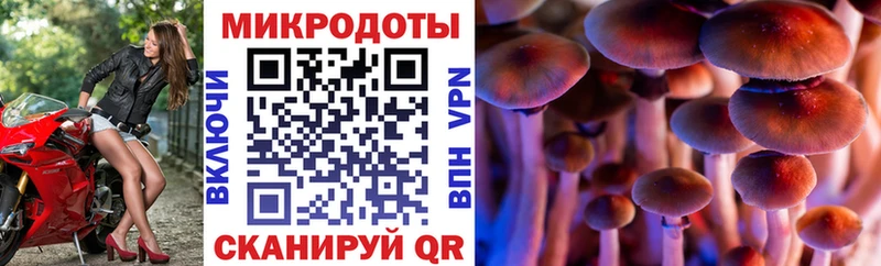Псилоцибиновые грибы Psilocybe Кологрив